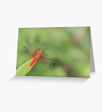 Zoom Zoom Zoom Greeting Card
