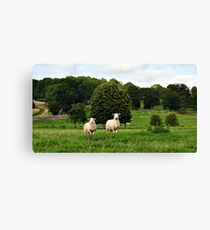 cotswolds Canvas Print