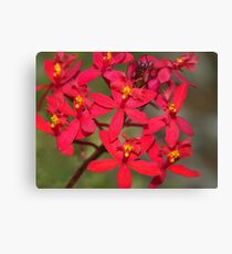 Red Crucifix Orchid (Epidendrum ibaguense) Canvas Print