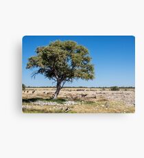 African landscape. Canvas Print