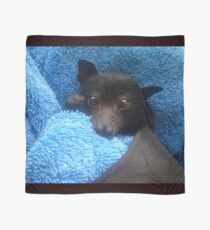 Baby Bat Cruz In Blue. Scarf