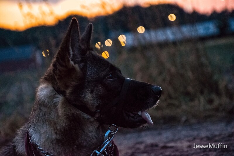 "German Shepherd With sunset" by JesseMuffin Redbubble