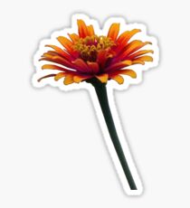 Orange Flower theUPgallery Sticker