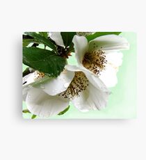 Eucryphia flowers Canvas Print