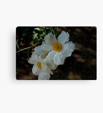 Papery Flowers Canvas Print