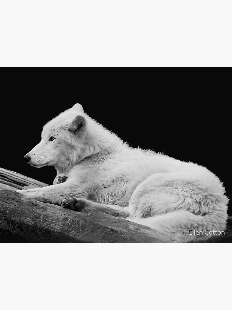 White Arctic Wolf by ellcot
