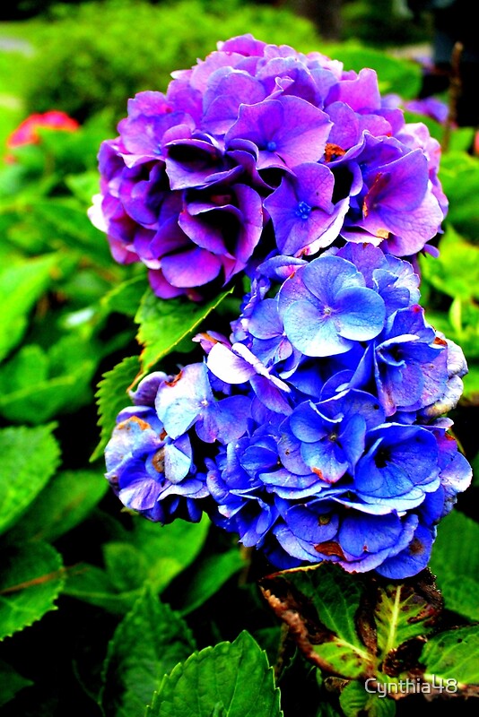 "Hydrangeas Blue Purple" by Cynthia48 | Redbubble