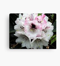White and Pink Rhododendron Canvas Print
