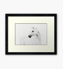 Weißes Pferd - Tierfotografie Gerahmtes Wandbild