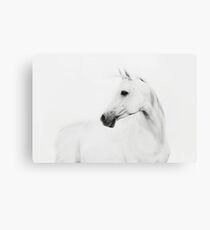 Weißes Pferd - Tierfotografie Leinwanddruck
