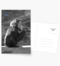 Life Is Like A Monkey Postcards