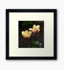 ANN'S YELLOW TULIPS Framed Print