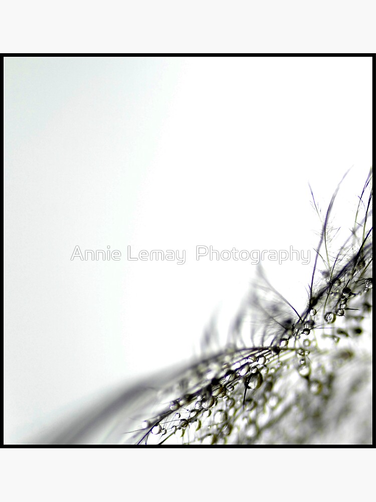 The Gift by ajlphotography