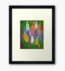 Garden Lupine Framed Print