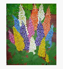 Garden Lupine Photographic Print