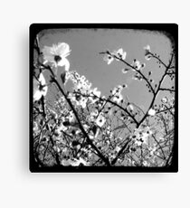 Plum Blossoms Through The Viewfinder (TTV) Canvas Print