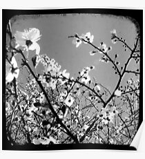 Plum Blossoms Through The Viewfinder (TTV) Poster