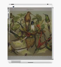 very nice antique picture of kolibri birds iPad Case/Skin