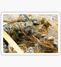 Zebra Mussels Sticker