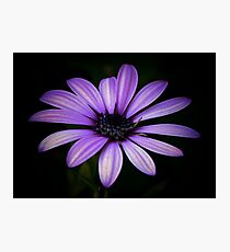 Purple Delight Photographic Print