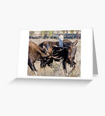 Moose Bulls Sparring Greeting Card