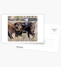 Moose Bulls Sparring Postcards