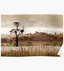 Gondwana Boab Poster