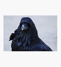 Portrait of a Raven Photographic Print