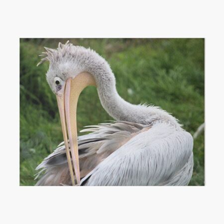 Preening Pelican Art Board Print