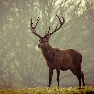 Majestic Deer Poster