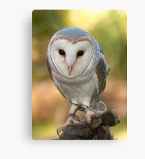 "Skye" the Barn Owl Canvas Print