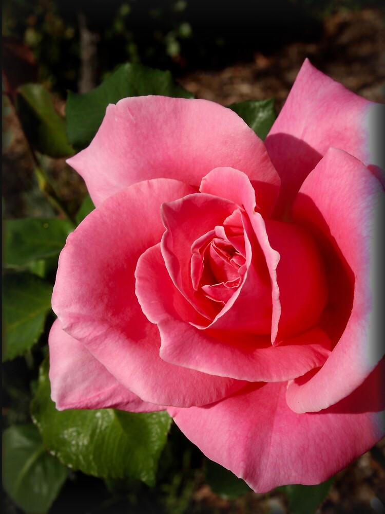 "Bewitched" Rose from my garden by douglasewelch