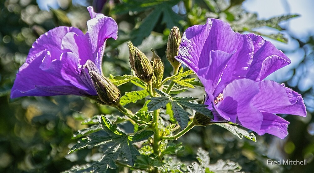 "Purple Hibiscus Flower Leith Park Victoria 20180824 3219 " by Fred