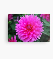 Bright Pink Dahlia Metal Print