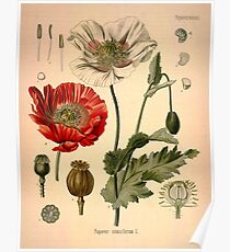 Papaver Somniferum Poster