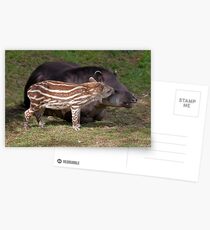 Mint Humbug and Mum (Brazilian Tapir) Postcards