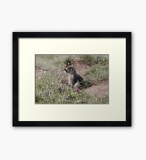 Alpine marmot (Marmota marmota) Framed Print