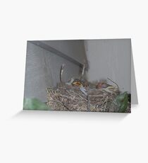 Baby Birds Grußkarte