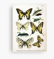 Vintage N1 Butterflies Canvas Print