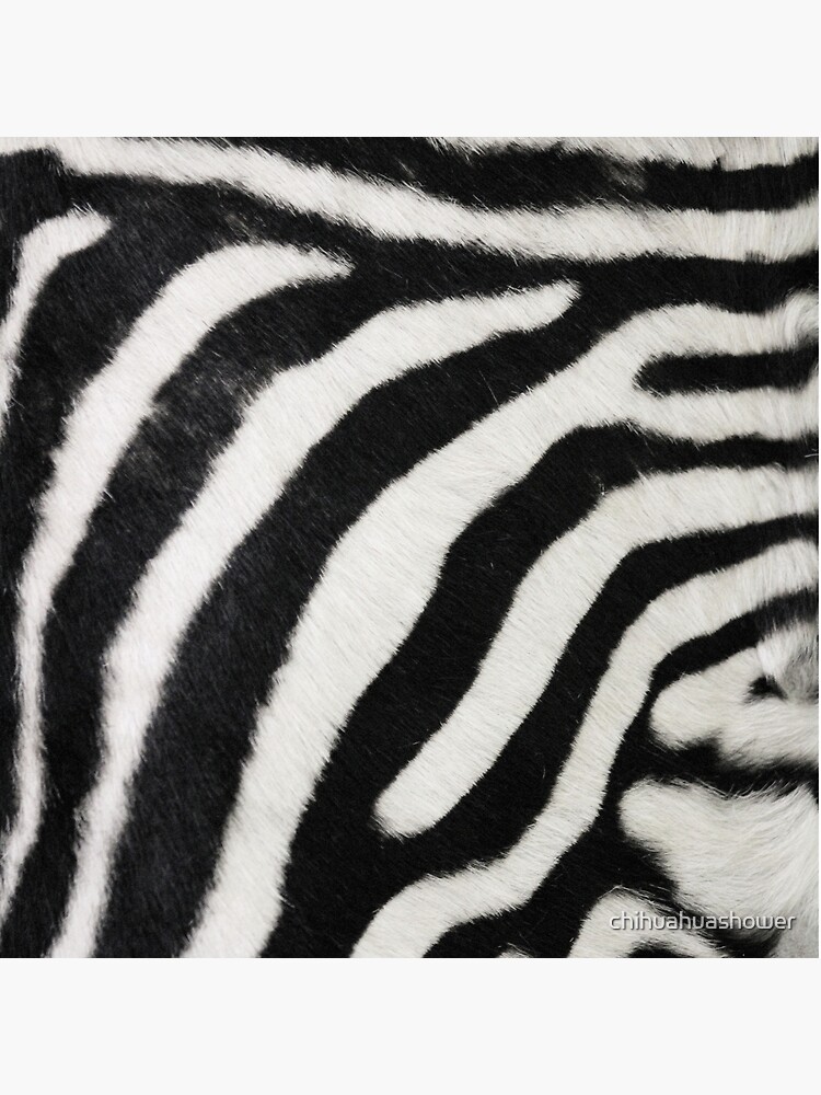 Zebra print by chihuahuashower
