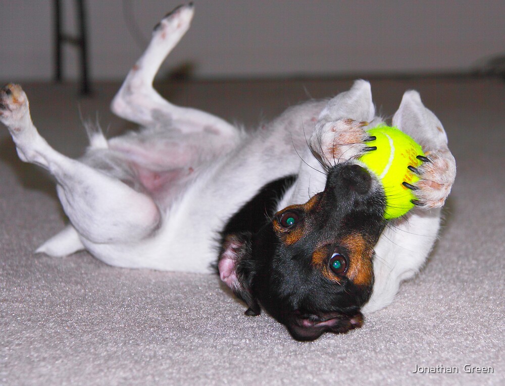 "Terrier Fuzzy Tennis Ball Claws" by Jonathan Green Redbubble