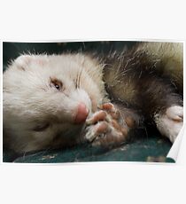 Nap Time Frodo Poster