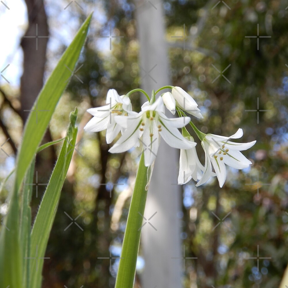 Macro De Cebolla Silvestre Snow By The Roadside De Lunaqwa Redbubble