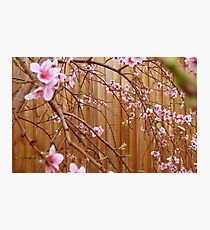 Blossoms Photographic Print