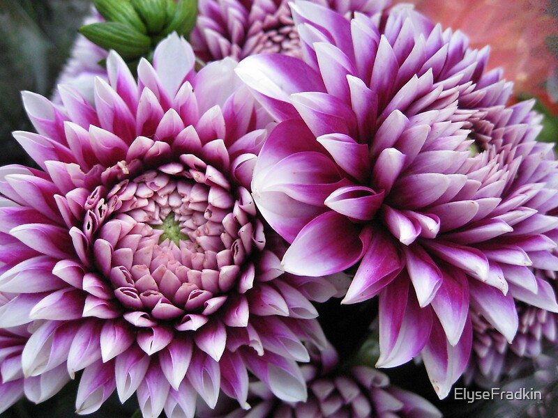 "Dahlias For Sale" by ElyseFradkin Redbubble