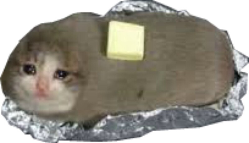 potato cat