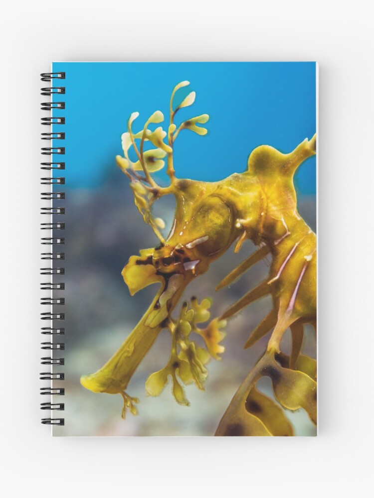 Leafy Sea Dragon Spiral Notebook By Divewatch Redbubble