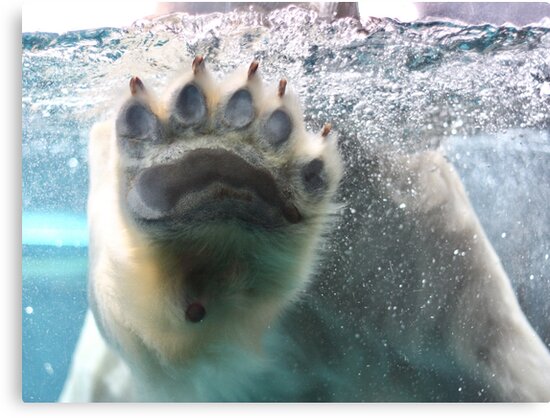 "Polar Bear Paw" Canvas Print by betn4y | Redbubble