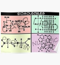 Biomolekül-Struktur-Plakat Poster