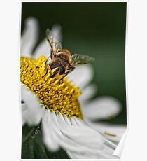 endangered species Poster